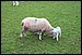 sheeplamb