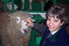 toby and sheep
