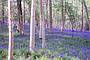 bluebells