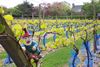 vineyard