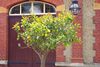 lemon tree